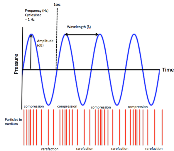 Compressions and rarefactions of a wave